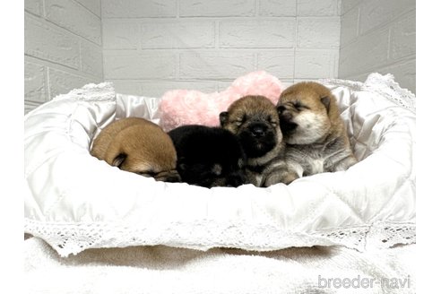 成約済の愛知県の柴犬-353392の2枚目