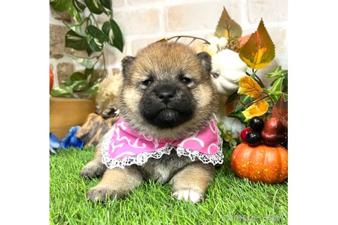 成約済の愛知県の柴犬-353392の3枚目