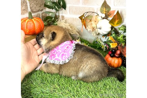 成約済の愛知県の柴犬-353392の4枚目