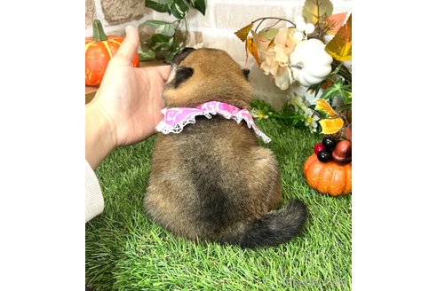 成約済の愛知県の柴犬-353392の5枚目