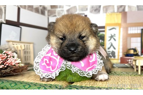 成約済の愛知県の柴犬-353392の7枚目