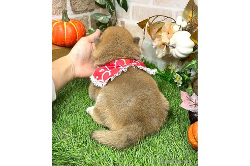 成約済の愛知県の柴犬-351493の7枚目