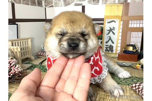 成約済の愛知県の柴犬-351493の6枚目