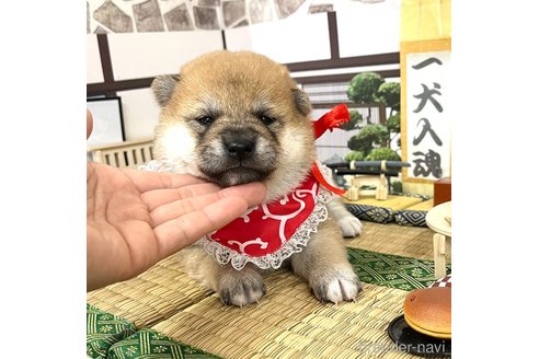 成約済の愛知県の柴犬-351493の5枚目