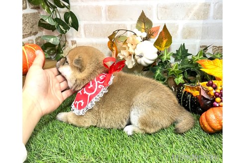 成約済の愛知県の柴犬-351493の2枚目