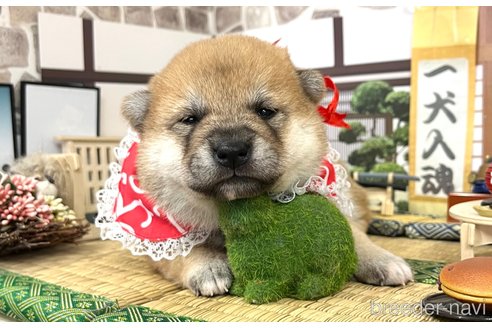 成約済の愛知県の柴犬-351493の3枚目