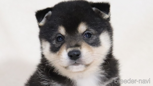 成約済の滋賀県の柴犬-353398の1枚目