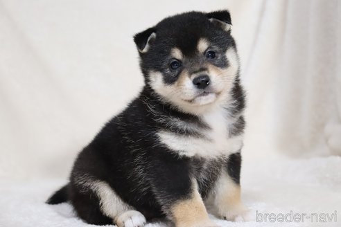 成約済の滋賀県の柴犬-353398の16枚目