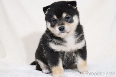 成約済の滋賀県の柴犬-353398の15枚目