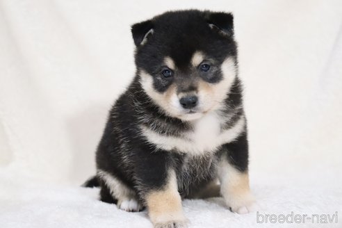 成約済の滋賀県の柴犬-353398の14枚目