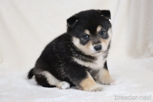 成約済の滋賀県の柴犬-353398の13枚目