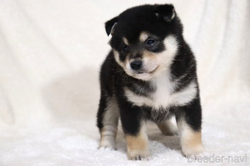 成約済の滋賀県の柴犬-353398の12枚目
