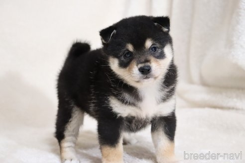 成約済の滋賀県の柴犬-353398の11枚目