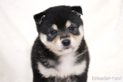 成約済の滋賀県の柴犬-353398の10枚目