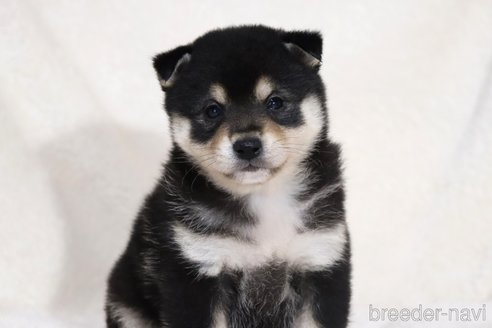 成約済の滋賀県の柴犬-353398の9枚目