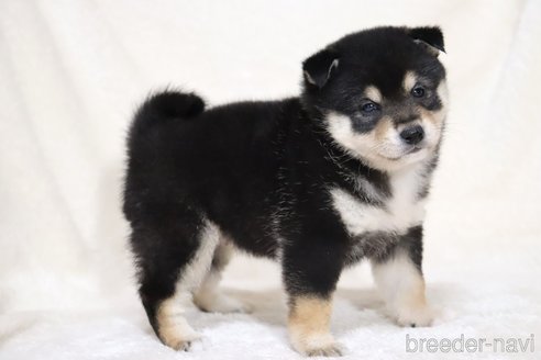成約済の滋賀県の柴犬-353398の8枚目