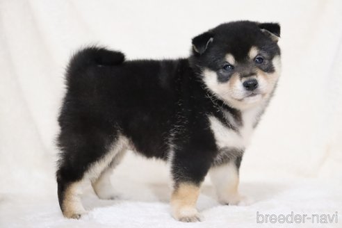 成約済の滋賀県の柴犬-353398の7枚目