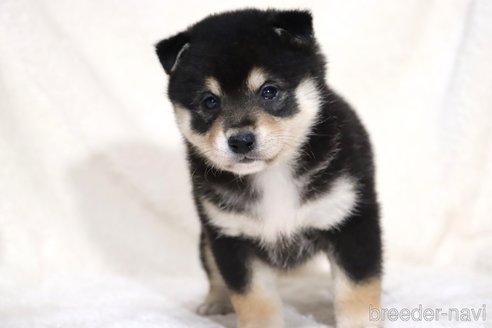 成約済の滋賀県の柴犬-353398の6枚目