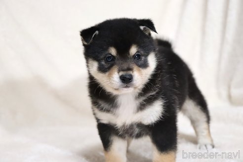 成約済の滋賀県の柴犬-353398の5枚目