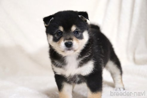 成約済の滋賀県の柴犬-353398の4枚目