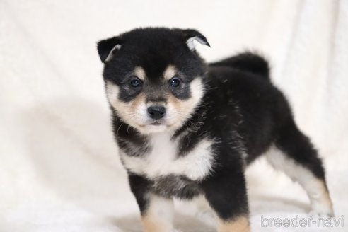 成約済の滋賀県の柴犬-353398の3枚目