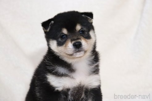 成約済の滋賀県の柴犬-353398の2枚目