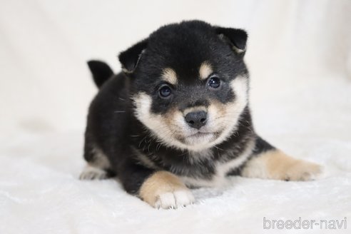 成約済の滋賀県の柴犬-353401の16枚目