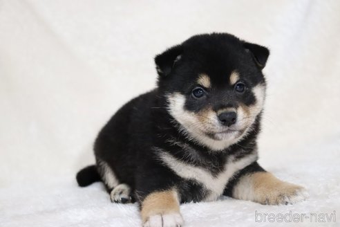 成約済の滋賀県の柴犬-353401の15枚目