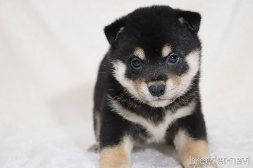 成約済の滋賀県の柴犬-353401の14枚目
