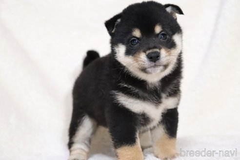 成約済の滋賀県の柴犬-353401の13枚目