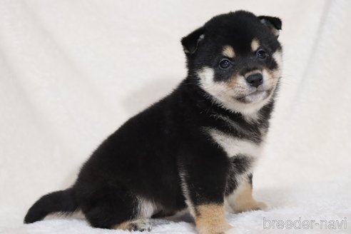 成約済の滋賀県の柴犬-353401の12枚目