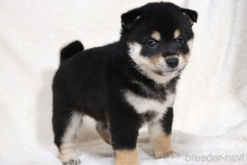 成約済の滋賀県の柴犬-353401の10枚目