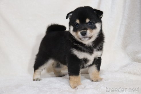 成約済の滋賀県の柴犬-353401の8枚目