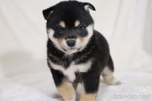 成約済の滋賀県の柴犬-353401の7枚目