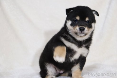 成約済の滋賀県の柴犬-353401の6枚目