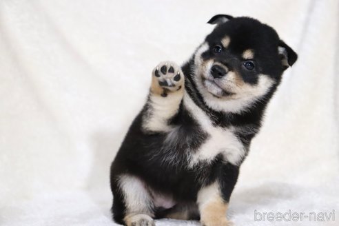 成約済の滋賀県の柴犬-353401の5枚目