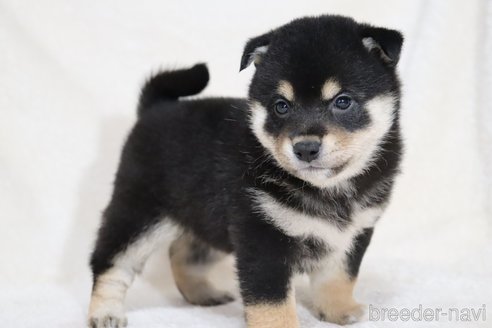 成約済の滋賀県の柴犬-353401の4枚目