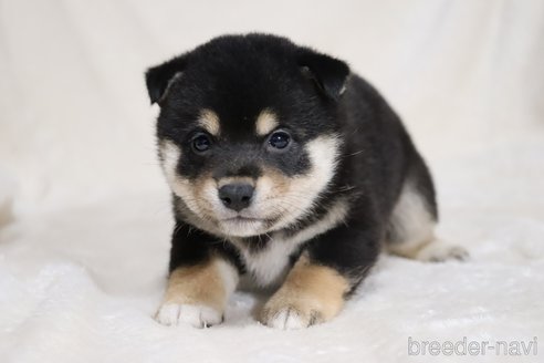 成約済の滋賀県の柴犬-353401の3枚目
