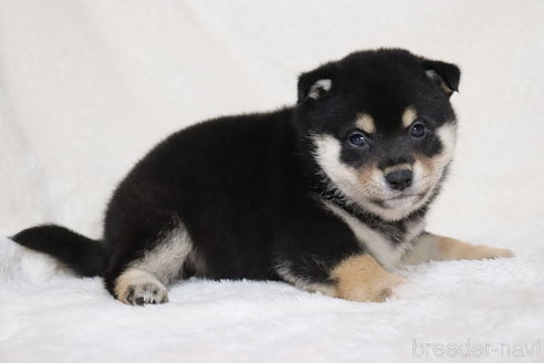 成約済の滋賀県の柴犬-353401の2枚目