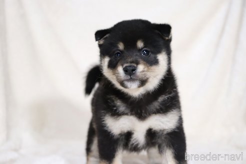 成約済の滋賀県の柴犬-353402の16枚目