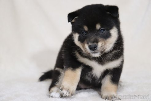 成約済の滋賀県の柴犬-353402の14枚目
