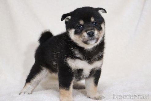 成約済の滋賀県の柴犬-353402の13枚目