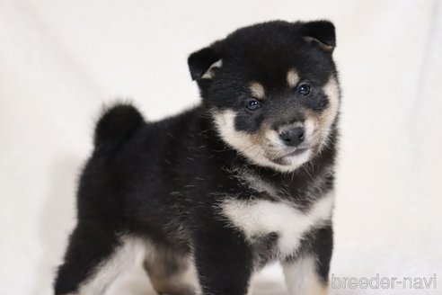 成約済の滋賀県の柴犬-353402の12枚目