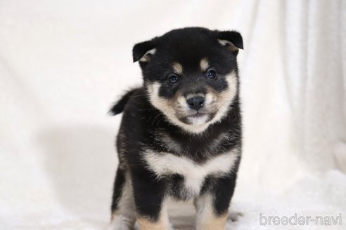 成約済の滋賀県の柴犬-353402の10枚目
