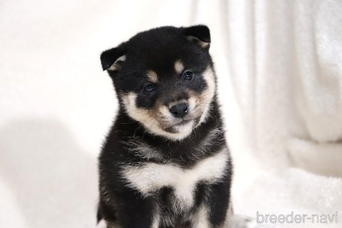 成約済の滋賀県の柴犬-353402の9枚目