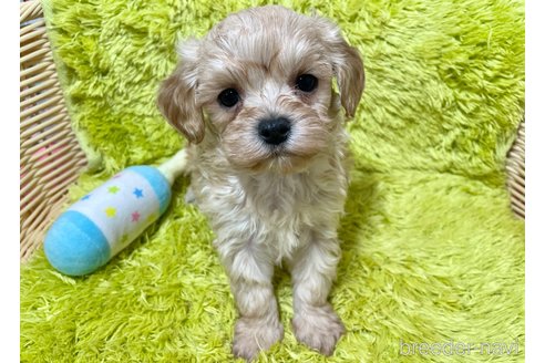 成約済の秋田県のマルプー:マルチーズ×トイプードル-353405の5枚目