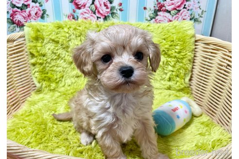 成約済の秋田県のマルプー:マルチーズ×トイプードル-353405の6枚目
