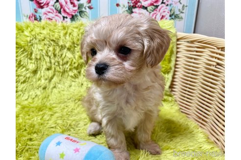 成約済の秋田県のマルプー:マルチーズ×トイプードル-353405の4枚目