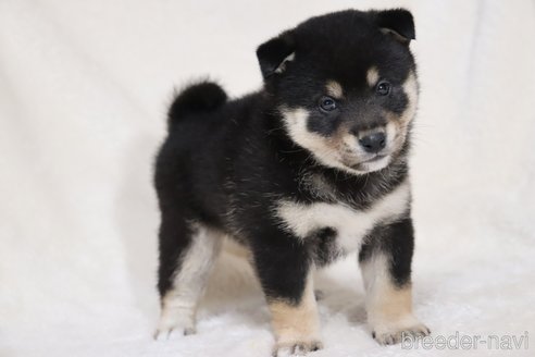 成約済の滋賀県の柴犬-353402の8枚目