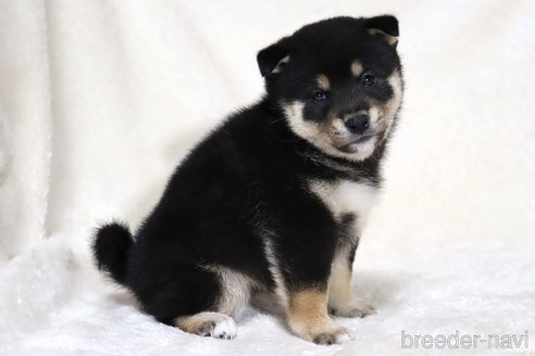 成約済の滋賀県の柴犬-353402の7枚目